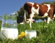 Домашнее молоко польза и вред