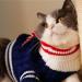 ถักลูกแมว.  สำหรับผู้เริ่มต้น  วิธีการถักเสื้อผ้าสำหรับแมว รูปแบบการถักสำหรับลูกแมวบนเข็มถักสำหรับเสื้อ