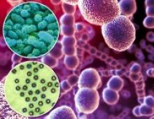 Epidermis: bunkové zloženie Z toho, čo sa epidermis rozprestiera po celom tele