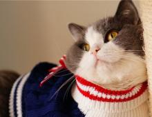 Котят спицами. Для начинающих. Как связать одежду кошке Схема вязания котенка на спицах для кофточки